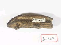 藏品(四不像角一段)的圖片